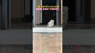 小：犟種姨姨 我屁股快著火啦！我可以自己走 短腿：不行，我叼你️ #cat #cute #shorts #funny #kitten