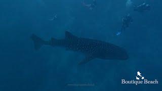 02.12.24 - Whale Sharks.Dives at Kudarah Thila, Dhidhdoo Beyru & Dhigurah Beyru - Maldives