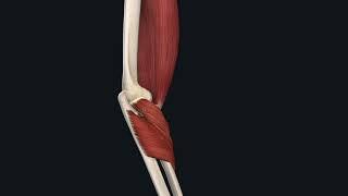 Elbow Functional Anatomy for Students