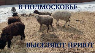 Подмосковный приют для животных на грани выселения