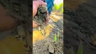 kisan ka chora like and subscribe // wait for end // #kisan #kisanputra #desichora