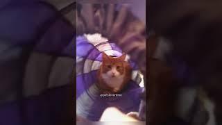 Funny cats#cat #fuunypets #funnypetschannel #funnyvideo #funnyanimals