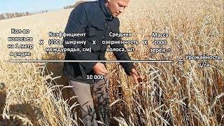 Определение (расчет) биологической урожайности в поле