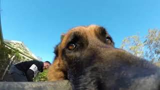 Mischievous Dog Refuses to Give GoPro Back