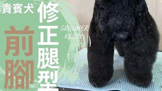 貴賓犬的後腳修正腿型｜凱莉老師 Groomer Kelly｜寵物美容教學｜Poodle's Front Feet Pet Grooming