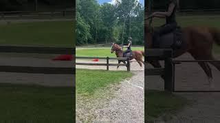 ... #horse #equestrian #saddleseat #asb #fypシ゚