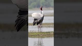 Birds | Original Sound | Sarus Crane