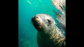 1 Week in Baja in 24 Sec #shorts #baja #uncruise
