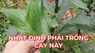 Cô bác có vườn nhất định phải trồng nhiều cây này trong vườn đỡ tốn tiền triệu cho sức khỏe.