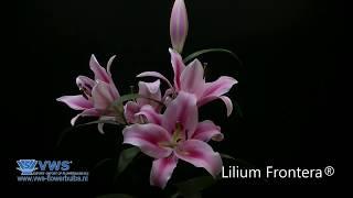 Lilium Frontera®