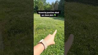 Answering questions about our clover plots!️     #homestead #clover #pollinators #country