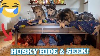 Hide & Seek With Our Kids & Huskies!! [FUNNIEST REACTIONS]