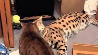 Cheetoh vs. Serval