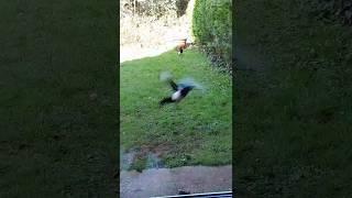 magpie madness