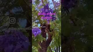 In spring Sevilla dresses in purple due to the Jacaranda three.