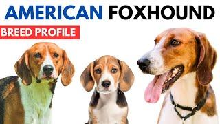 American Foxhound Breed Profile History - Price - Traits American Foxhound Grooming Needs - Lifespan