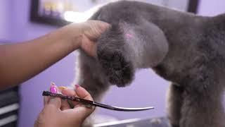 Asian Fusion Poodle Grooming w/ Annette Andrews - How to Trim the Foot