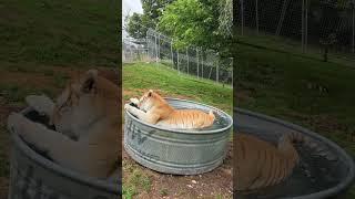 Khaleesi Tiger demonstrates the "PROPER WAY" to enter a Swimming Pool.