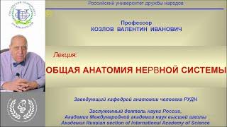 Лекция с академиком В.И. Козловым "ОБЩАЯ АНАТОМИЯ НЕРВНОЙ  СИСТЕМЫ"