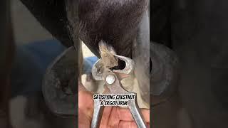 Farrier finds overgrown Chestnut and Ergot #horse #satisfying #equestrian #asmr