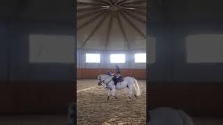 Строевая рысь
