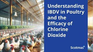 Understanding IBDV in Poultry and the Efficacy of Chlorine Dioxide - Scotmas