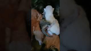 Alhamdulilah, akirnya sibelang berhasil melahirkan 7 kitten dengan selamat