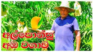 අල්පොන්සු අඹ වගාව Alaponsu aba wagawa