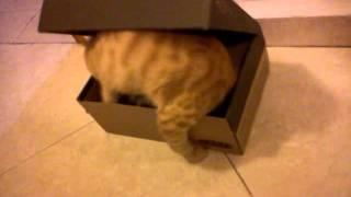 Keen Cat