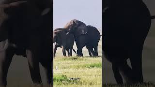 Elephants mating | Elephant Tusker Mating #elephant #tuskers #viral #animal #nature #shorts