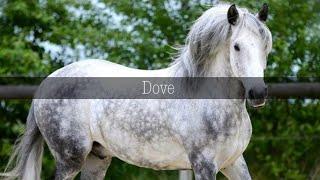 Best names for grey horses!