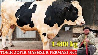 TOYIR ZOYIR FERMASI 1.600KG BUQA ZOTGA SOTILADI. AMERIKANISKIY URUG‘DAN QONI TOZA. ️998494770