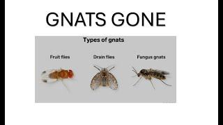 How to get rid of gnats in your House, Apartments & RV's! gnats hate it