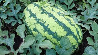 Step by Step Guide for Successful Watermelon Farming and Bountiful Harvest in Uganda