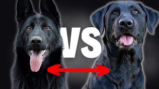 Black Lab VS All Black German Shepherd - Compare and Contrast