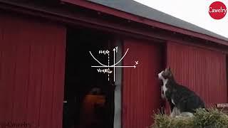 Best Cat Jump Fail Video Clip