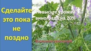 . ПРИЩИПЫВАНИЕ ПОБЕГОВ И ПАСЫНКОВ.КАК УВЕЛИЧИТЬ УРОЖАЙ ВИНОГРАДА НА 20% .  Vselennaya uvlecheniy