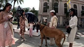 Cash 2.0 Great Dane on Rodeo Drive in Beverly Hills 70