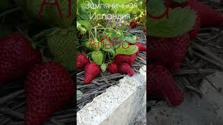 сорт Альба КСД Италия (Земляничная Исландия) рассада под заказ.