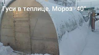 Гуси в теплице в мороз -40° несутся