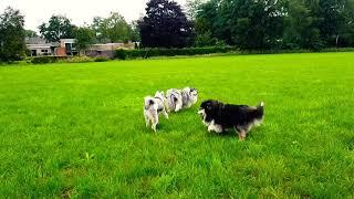 Yakutian Laika 6 months and two rough collies