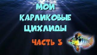 Мои карликовые цихлиды, часть 3. Апистограмма рамирези