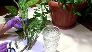 Размножение диффенбахии черенками. Reproduction dieffenbachia cuttings