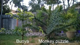 Bunya bunya compared to Monkey puzzle tree