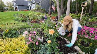 Planting PW At Last Rose, Dream Weaver Hosta & Japanese Holly Fern. Dividing and moving Hosta!