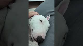 Bull Terrier, good night
