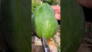I have a watermelon 