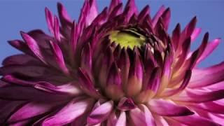 Dahlia bud to flower opening time lapse