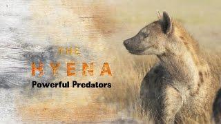 Spotted Hyena : Powerful Predators