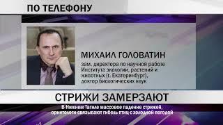 В Нижнем Тагиле массовое падение стрижей, орнитологи связывают гибель птиц с холодной погодой